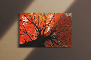 Autumn Maple Canvas - Andrew Moor Photography
