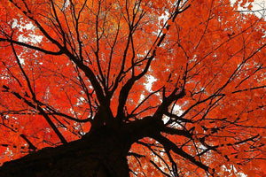 Autumn Maple - Catalog Entry - Andrew Moor Photography