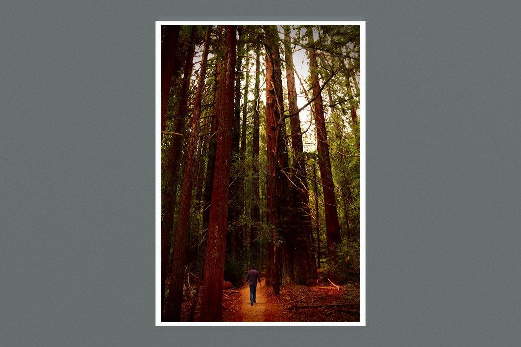 Avenue of the Giants 9x6 Square - Andrew Moor Photography