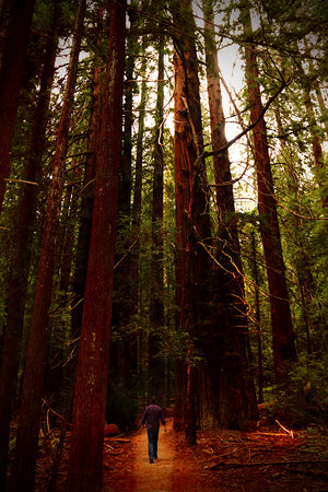 Avenue of the Giants - Catalog Image - Andrew Moor Photography