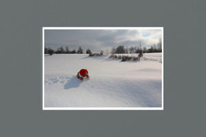 Bear on Snow 9 x 6 Photographic Print