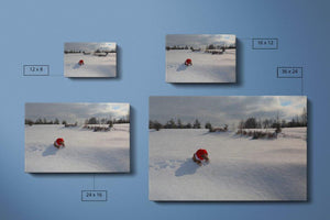 Bear on Snow Canvas Compare - Andrew Moor Photography