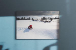Bear on Snow Canvas Main - Andrew Moor Photography