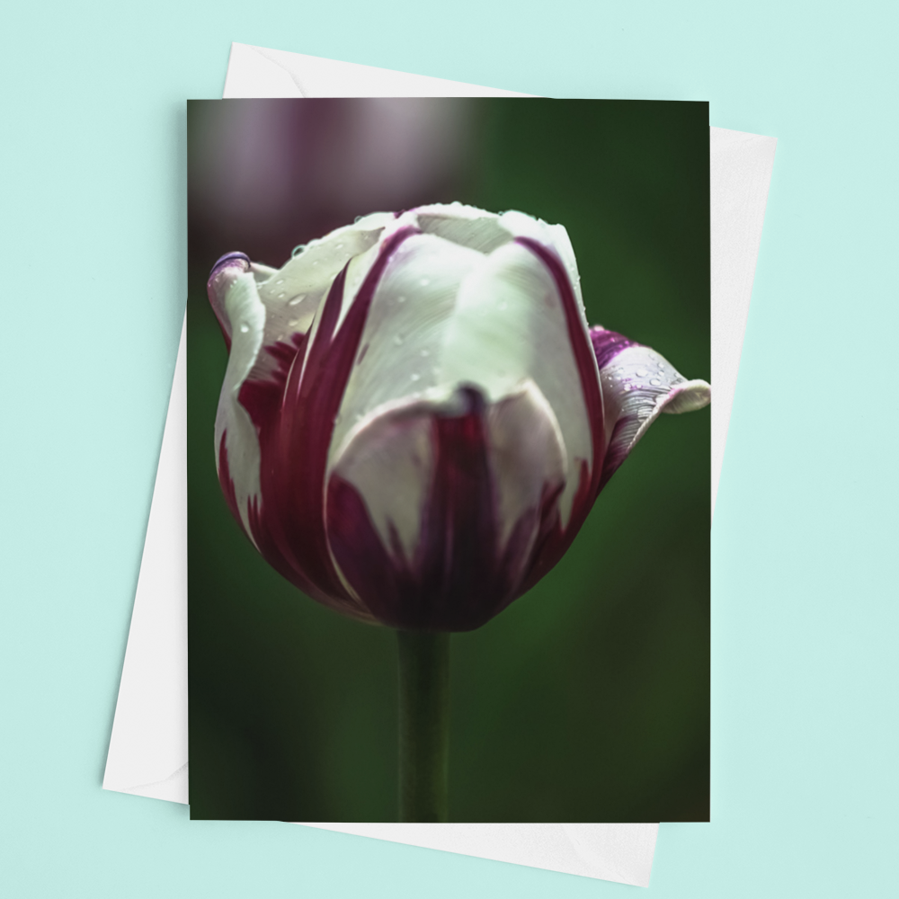 Canada 150 Tulip Card - Andrew Moor Photography