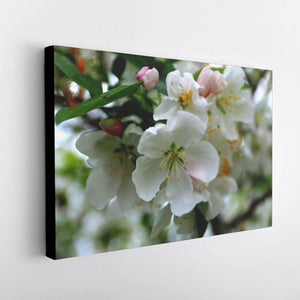 Cherry Blossoms Canvas - Black Edges - Andrew Moor Photography