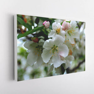 Cherry Blossoms Canvas - White Edges - Andrew Moor Photography