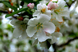 Cherry Blossoms Catalog Image - Andrew Moor Photography