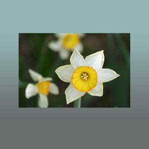 Daffodil Image - Andrew Moor Photography
