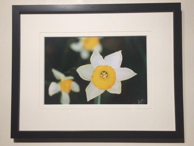Daffodil - Framed - Andrew Moor Photography
