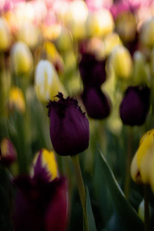 Deep Purple Tulip Catalog Entry - Andrew Moor Photography