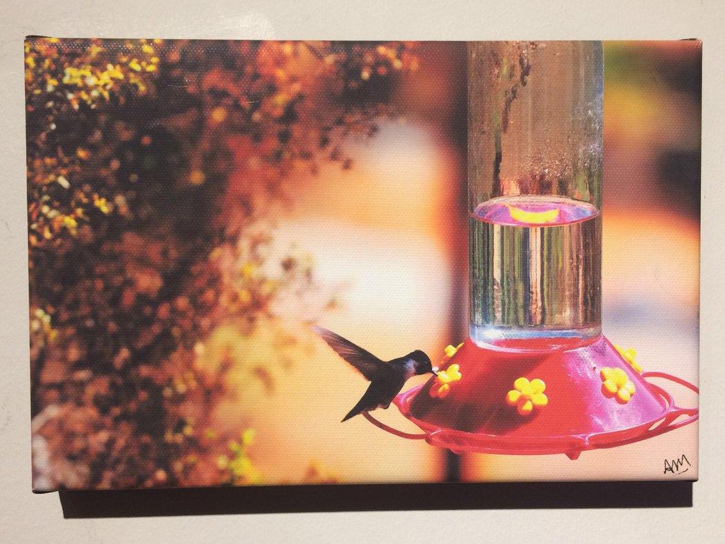 Hummingbird Signed Canvas Print - Andrew Moor Photography