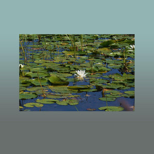 Lily Pond Image - Andrew Moor Photography