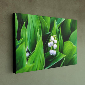 Lily of the Valley  - Canvas Print - Black Edges - Andrew Moor Photography