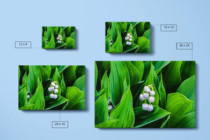 Lily of the Valley Canvas Compare Main - Andrew Moor Photography