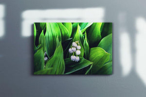Lily of the Valley Canvas Main - Andrew Moor Photography