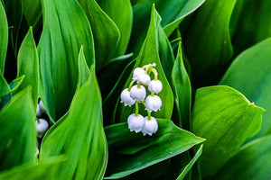 Lily of the Valley Catalog Image - Andrew Moor Photography