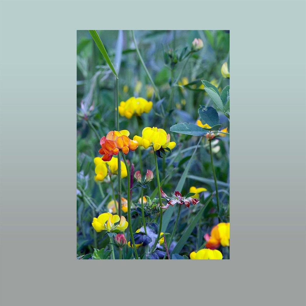 Meadow Flowers Image - Andrew Moor Photography