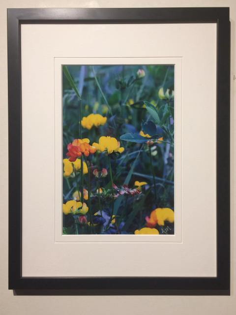 Meadow Flowers - framed - Andrew Moor Photography