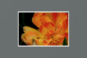 Orange Tulip 9x6 Photographic Print - Andrew Moor Photography