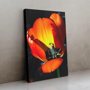 Orange Tulip Cutaway - Black Edges - Andrew Moor Photography