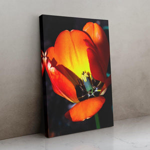 Orange Tulip Cutaway - Image Edges - Andrew Moor Photography
