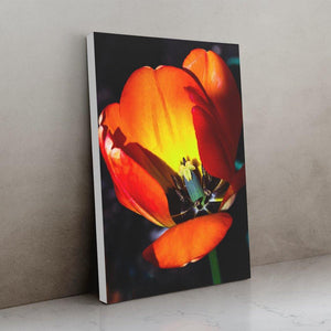 Orange Tulip Cutaway - White Edges - Andrew Moor Photography