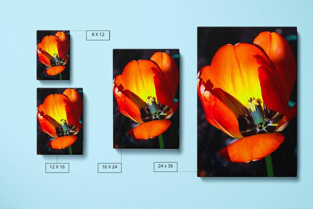 Orange Tulip Cutaway - Canvas Square - Andrew Moor Photography