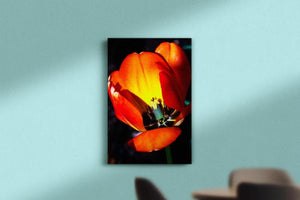 Orange Tulip Cutaway - Canvas Main - Andrew Moor Photography