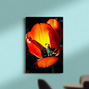 Orange Tulip Cutaway - Canvas Square - Andrew Moor Photography