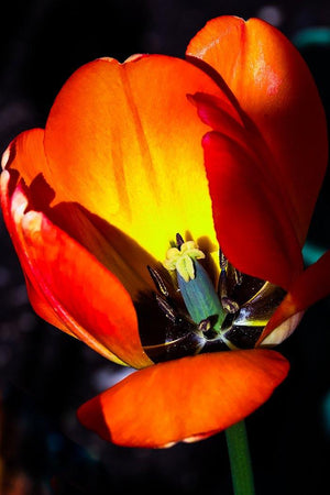Orange Tulip Cutaway - Catalog Image - Andrew Moor Photography