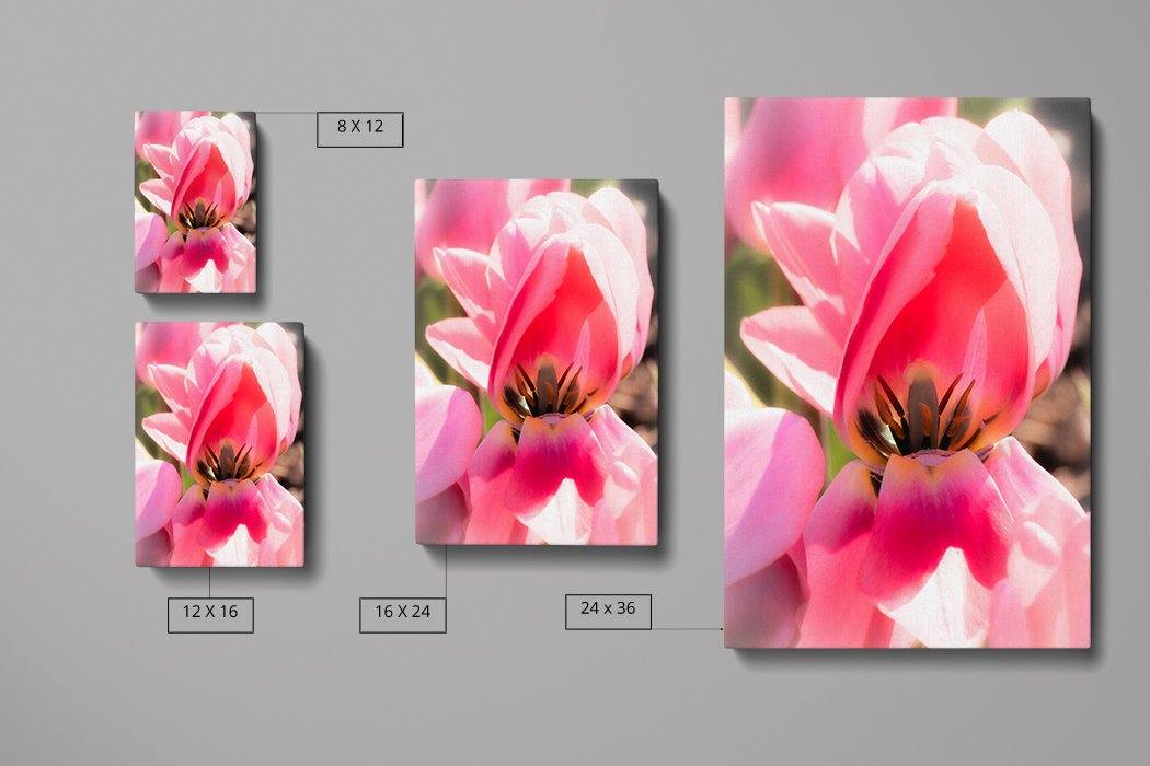 Pretty in Pink Tulip canvas print - image edges - Andrew Moor Photography
