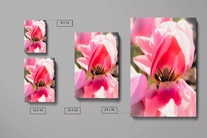 Pretty in Pink Tulip - Canvas Compare - Andrew Moor Photography
