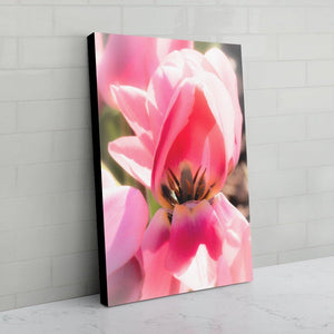 Pretty in Pink Tulip canvas print - black edges - Andrew Moor Photography