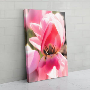 Pretty in Pink Tulip canvas print - image edges - Andrew Moor Photography