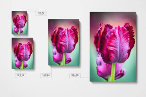 Purple Tulip Canvas Sizes - Andrew Moor Photography