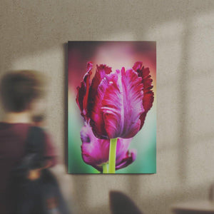 Purple Tulip - Andrew Moor Photography