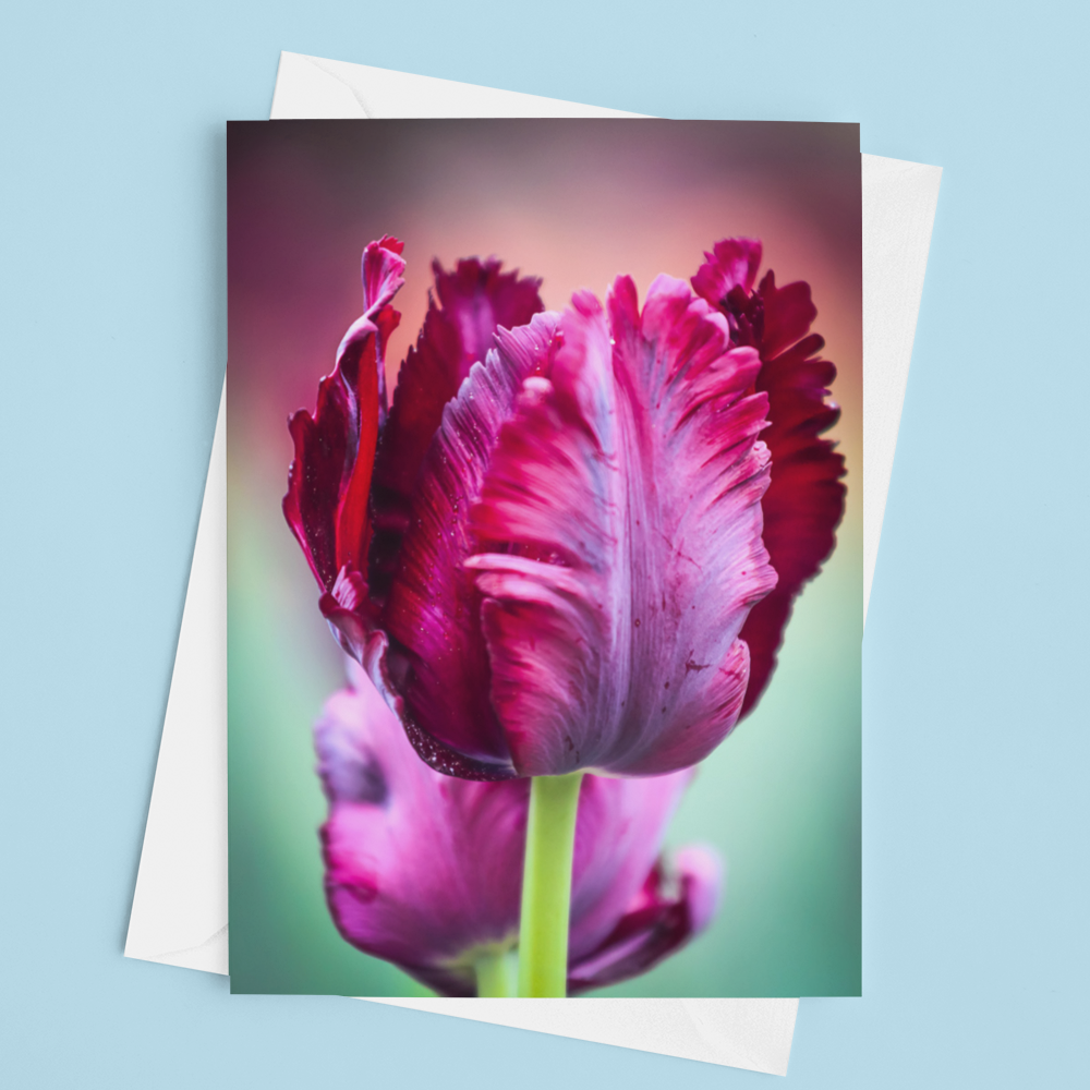Purple Tulip Card - Andrew Moor Photography