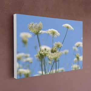 Queen Anne's Lace Canvas - White Edges - Andrew Moor Photography