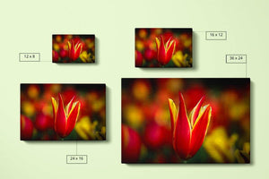 Red and Yellow - Canvas Compare - Andrew Moor Photography