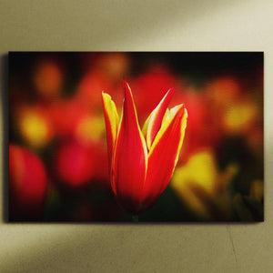 Red and Yellow canvas square - Andrew Moor Photography