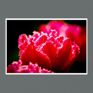Ruffled Pink 9 x 6 Photographic Print - Andrew Moor Photography