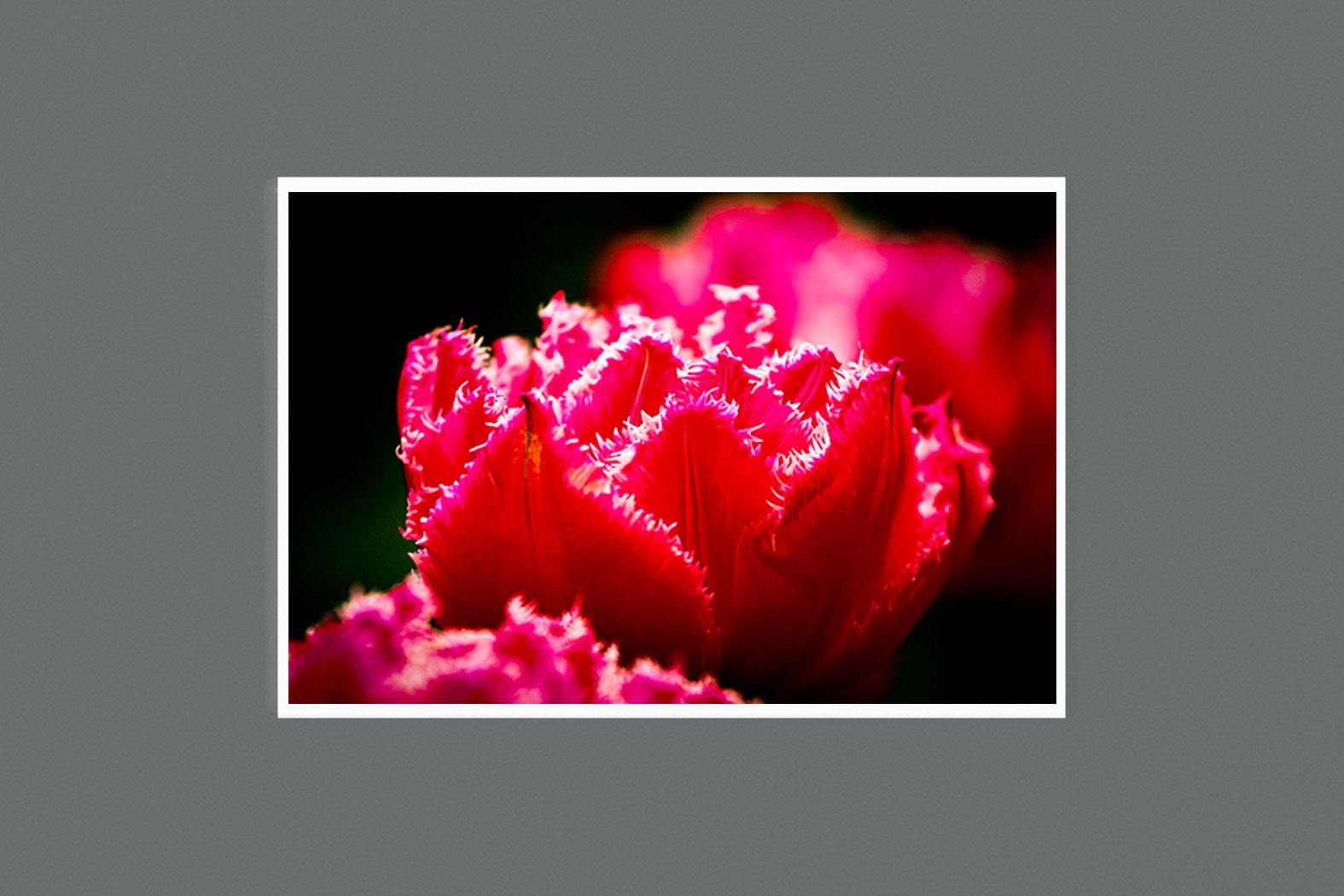 Ruffled Pink 9 x 6 Photographic Print - Andrew Moor Photography