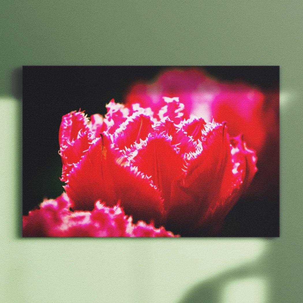 Ruffled Pink Canvas Square - Andrew Moor Photography