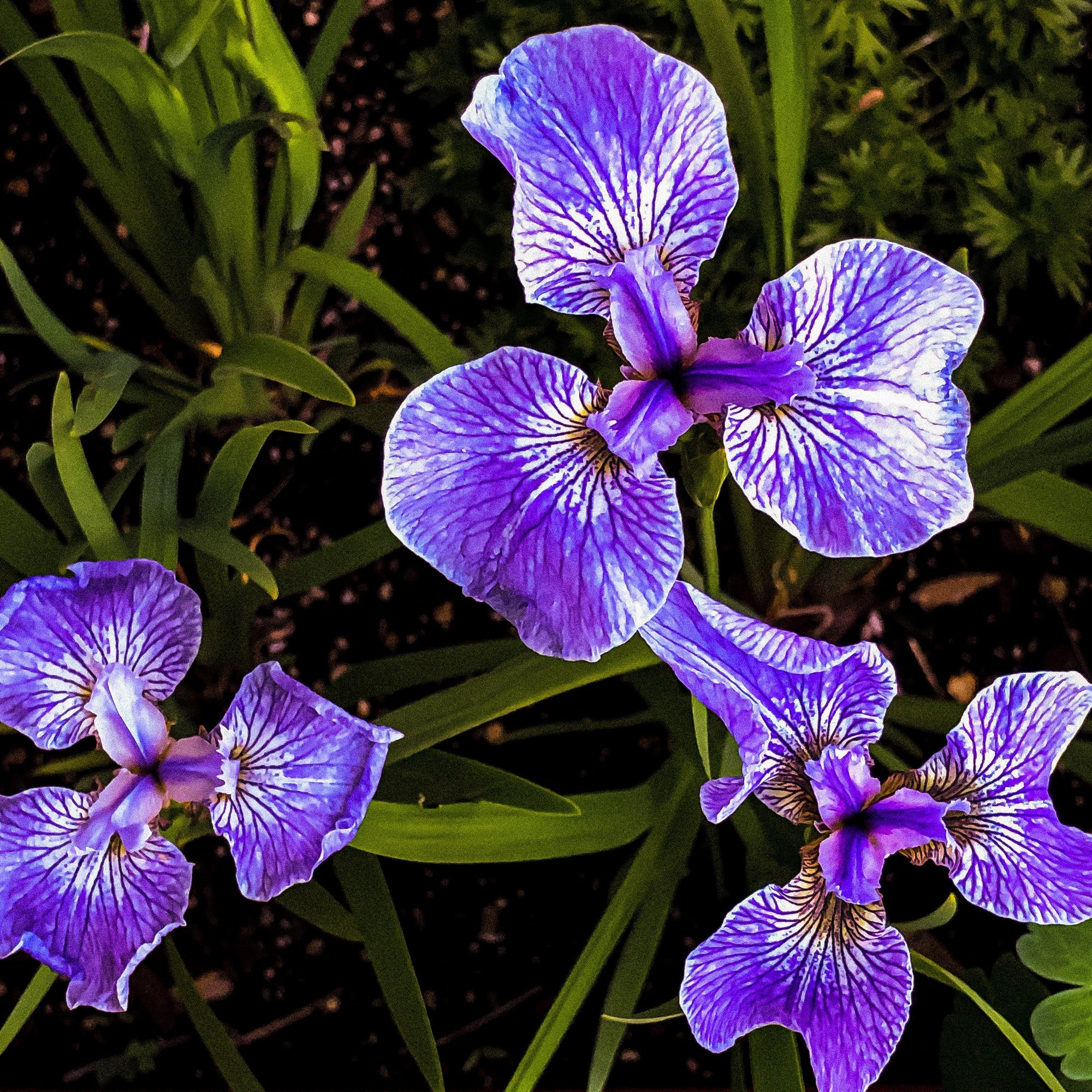 Dwarf Siberian Iris - Image Edges - Andrew Moor Photography