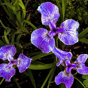 Dwarf Siberian Iris - Andrew Moor Photogreaphy