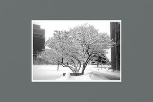 Snow Day 9x6 Photographic Print - Andrew Moor Photography