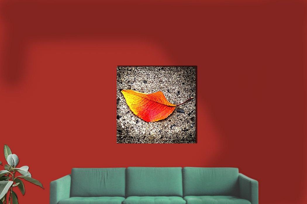 Solo Leaf Canvas Square - Andrew Moor Photography