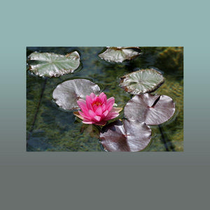 Solo Pink Water Lily Image - Andrew Moor Photography