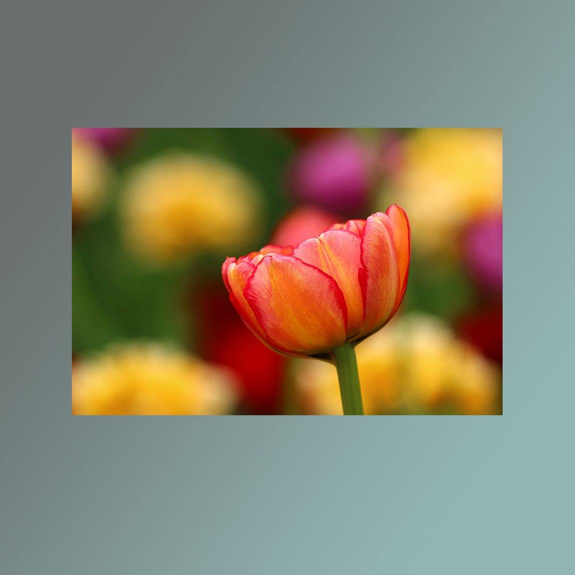 Solo Pink and Yellow Tulip Image - Andrew Moor Photography