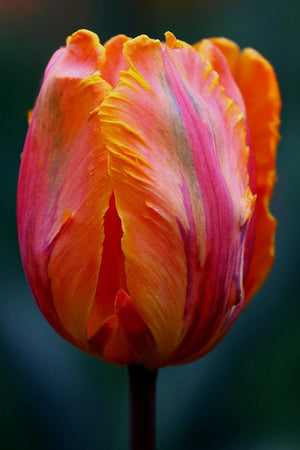 Solo Rainbow Tulip Catalog entry - Andrew Moor Photography